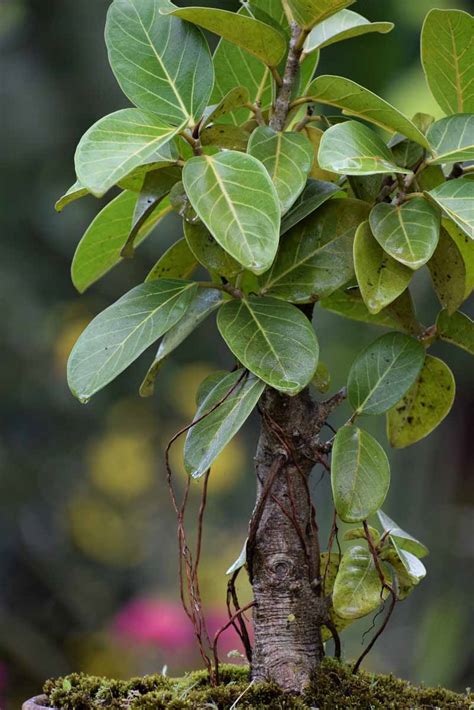 Ficus Benghalensis (Indian Banyan Tree Bonsai) Plant - Nestreeo.com