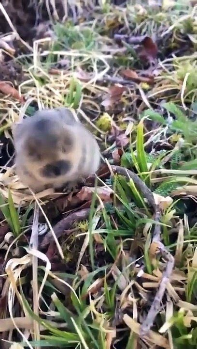 Baby pika sounds. (press play for squeaks!) - video Dailymotion