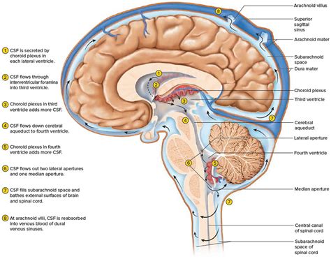 Ventricles of the brain anatomy, function & enlarged ventricles of brain