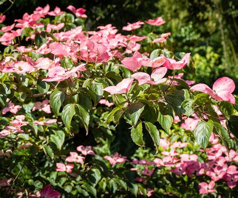 Dogwood care and growing guide: expert tips for these trees | Homes & Gardens