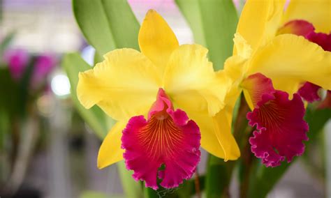 Cattleya Orchid: Beginner's Care Guide - Brilliant Orchids