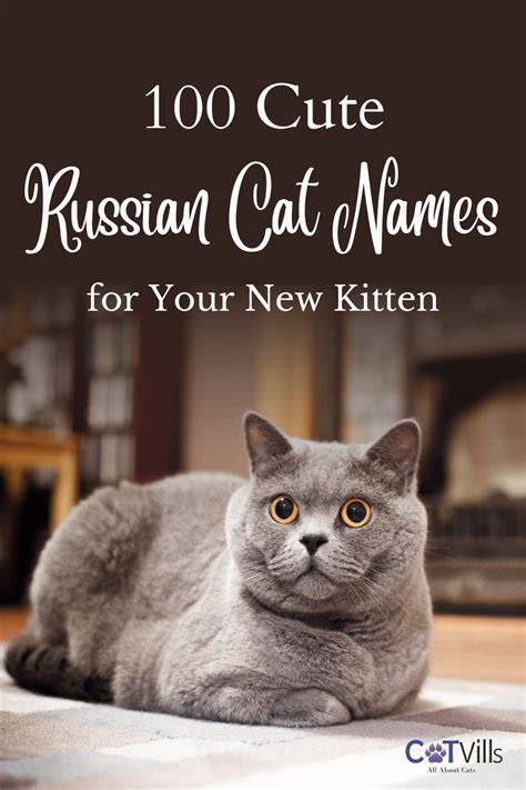 100 cute russian cat names for your new kitten – Artofit