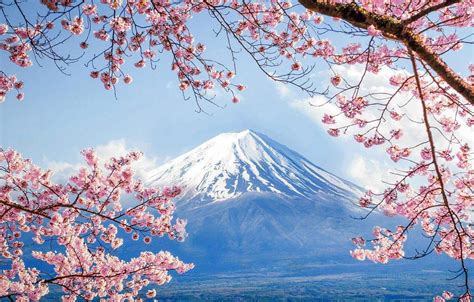 Mount Fuji Cherry Blossom Wallpapers - Top Free Mount Fuji Cherry ...