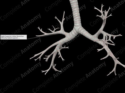 Right Superior Lobar Bronchus | Complete Anatomy