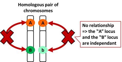 Genetics of dairy production - Independant loci