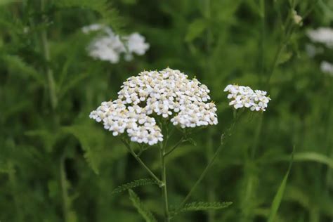 Achillea (Yarrow) - Flower Facts, Meaning and Uses – A to Z Flowers