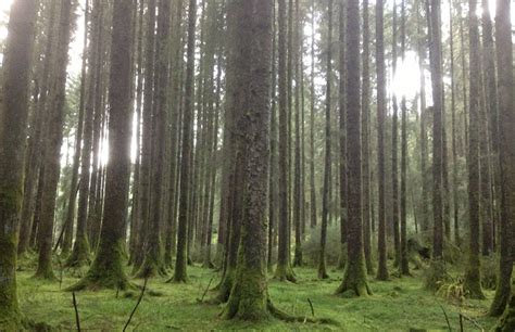 2020 - Forestry and climate change mitigation: The role of Sitka spruce ...