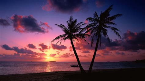 Download Two Palm Trees On A Beach With A Sunset Wallpaper | Wallpapers.com