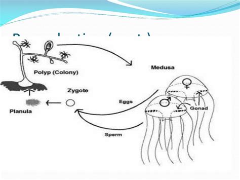 PPT - Phylum Cnidaria PowerPoint Presentation, free download - ID:3909375