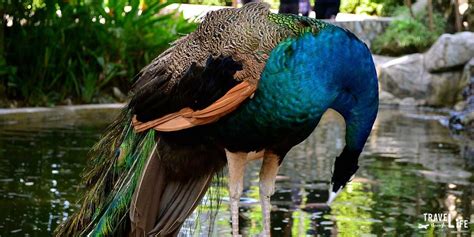 Visiting the Kuala Lumpur Bird Park for an Escape | Malaysia Travel