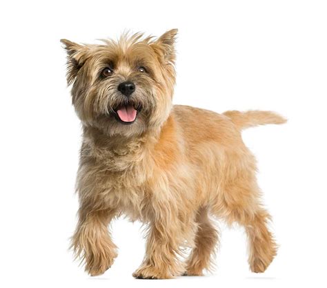 Cairn Terrier Dog Breed » Everything About Cairn Terriers