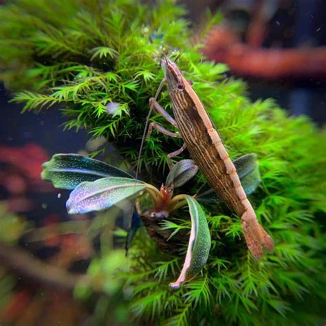 BAMBOO SHRIMP - Chibi-Aquarium