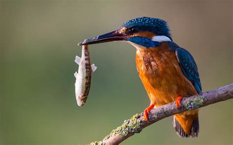 Kingfisher catch fish wallpaper | 1920x1200 | #13516