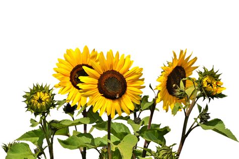 Sunflower PNG Pic