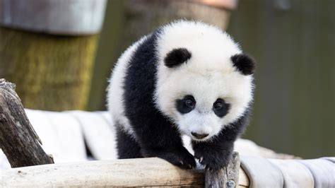 National Zoo Panda Cub Xiao Qi Ji Celebrates 2nd Birthday – NBC4 Washington