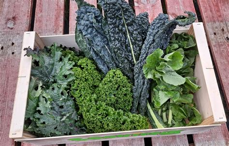 Benefits of adding Organic Kale to your diet! - Beechlawn Organic Farm