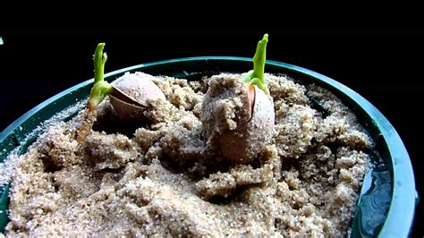 Ginkgo seed germination - 3 - YouTube