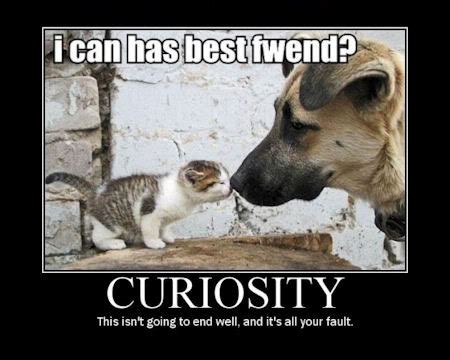 Funny Quotes About Curiosity. QuotesGram