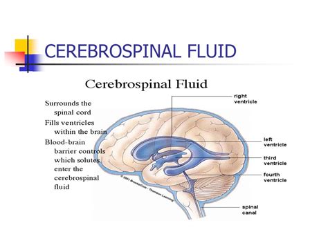 PPT - CEREBRAL CIRCULATION AND CEREBROSPINAL FLUID [CSF] PowerPoint Presentation - ID:4005143