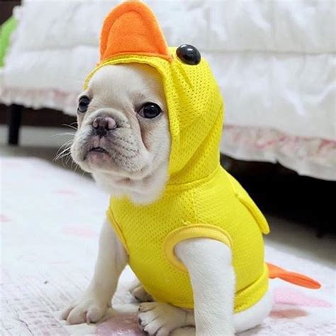 213 best Frenchie costumes images on Pinterest | French bulldogs ...