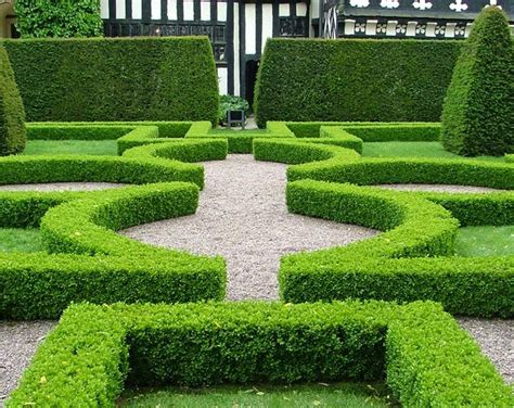 Japanese Box - Buxus Microphylla Japonica - Evergreen Growers Parterre Garden, Garden Hedges ...