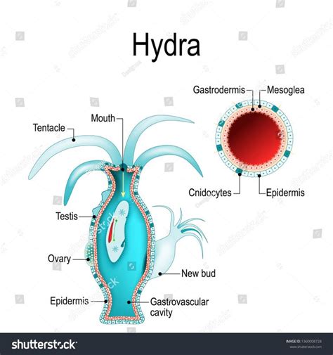 hydra anatomy. Cnidaria. illustration for biological, science and educational use #Ad , # ...