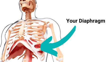 Your Diaphragm Isn't Just For Breathing - Geelong Osteopaths