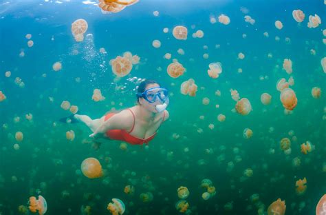 Palau’s incredible Jellyfish Lake is once again welcoming travellers