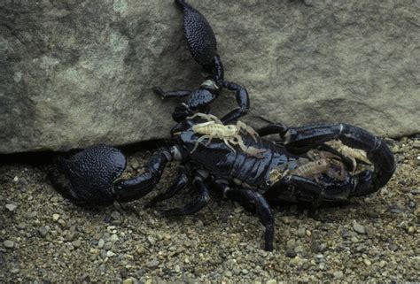 Is Your Emperor Scorpion Pregnant?