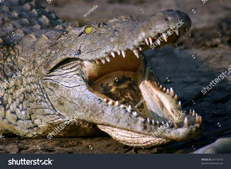 Nile Crocodile Crocodylus Niloticus Displaying Teeth Stock Photo 26116753 - Shutterstock