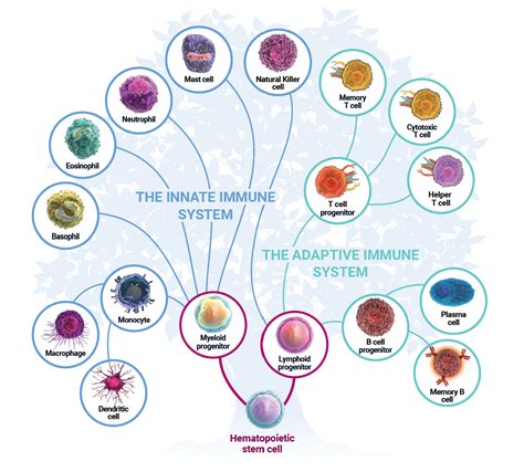 Types Of Immune System With Diagram Microbiology