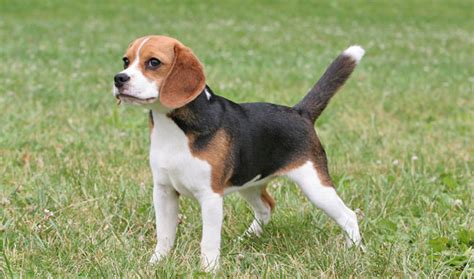 Full Grown Beagles