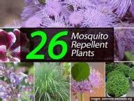 26 Mosquito Repellent Plants