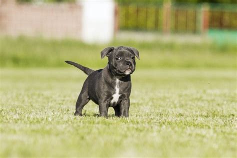 Staffordshire Bull Terrier Pictures - AZ Animals