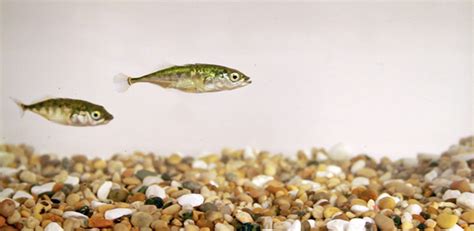 It’s lonely at the top: stickleback leaders are stickleback loners | University of Cambridge