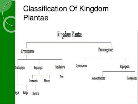 Kingdom Plantae Chart