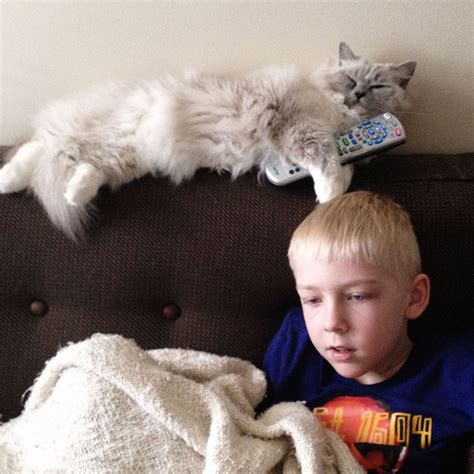 A Boy And His Cats: I Document The Bond Between My Boys And Their Cats | Bored Panda