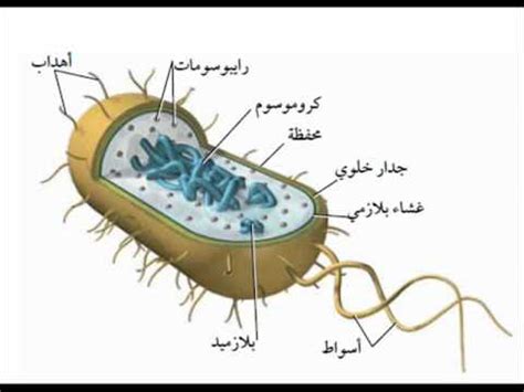 ‫تركيب البدائيات.wmv‬‎ - YouTube