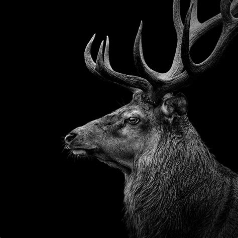 These Black And White Animals By Lukas Holas Are Just Mesmerizing