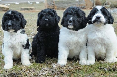 Newfypoo Dog Breed » Information, Pictures, & More