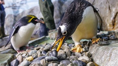 Penguins at Tennessee Aquarium commence annual nest-building