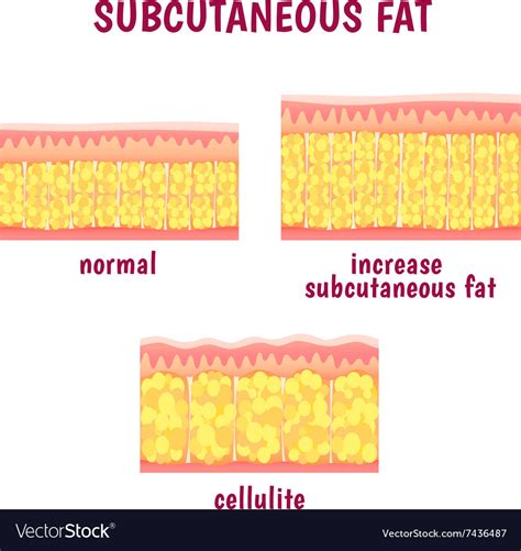 Leather sectional layer subcutaneous fat Vector Image