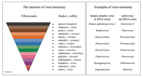 virus taxonomy – Dewsp