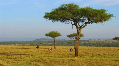 Maasai Mara Trees - masai mara trees , kenya tours, kenya safaris