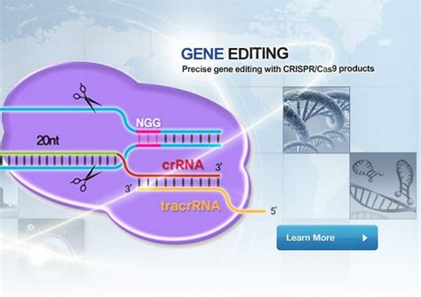 Peptide Nucleic Acid