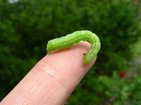 Like mustard and wasabi? You should thank this catterpillar