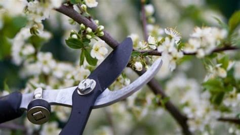 A Guide to Pruning Summer-Blooming Shrubs in Early Summer