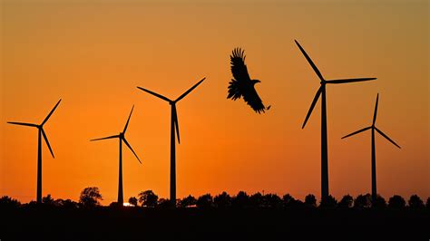 Flying into turbulence: birds and wind farms