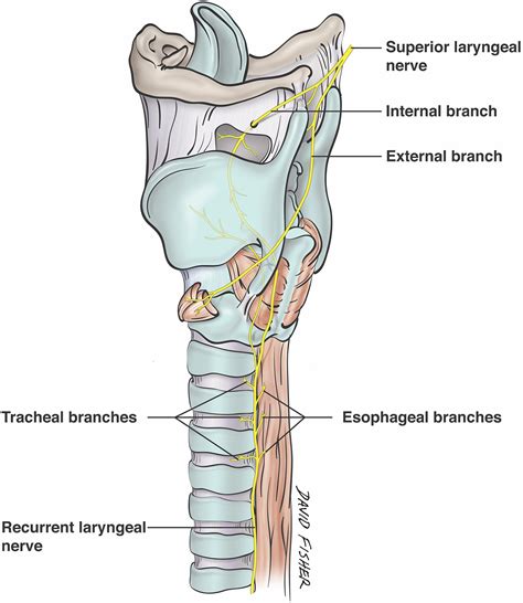 Recurrent Laryngeal Nerve Cadaver