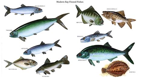 Modern Ray Finned Fishes - Water Based Dinosaurs